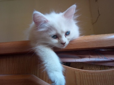 a cute white kitten with blue eyes resting on a bed frame